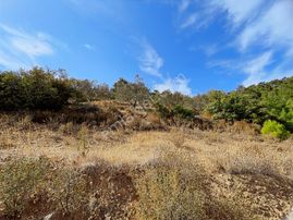 Turyap Altınoluk'tan Havran İnönü'de Satılık 8442 M2 Zeytinlik