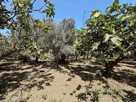 Büyükkumlada Acil Satılık, Bağ Bahçe İmarlı 2 Dönüm Arsa