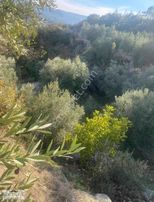 Kocabıyık Gayrimenkul'den Güney Karaağaçlı'da Zeytin Bahçesi