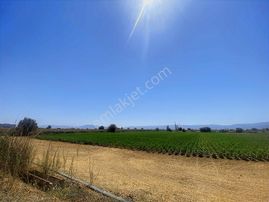 Aydın Efeler Kardeşköy De Tek Tapu 3 Dönüm Tarla