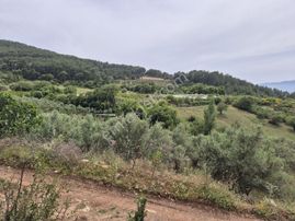 Deniz Manzaralı Bakımlı Zeytin Bahçesi