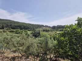 Deniz Manzaralı Bakımlı Zeytin Bahçesi