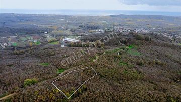 1955 M2 Deniz Manzaralı Müstakil Tapulu Fındık Bahçesi