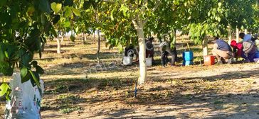 Tam Yatırımlık 70 Dönüm Cevizlik İki Kat Ev Bitmeyen Su Elektrikcisi Kurulu