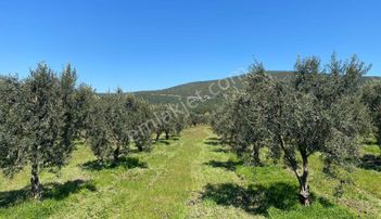 Manisa Akhisar'da Bakımlı Zeytin Ağaçlı 6557 M2 Satılık Tarla