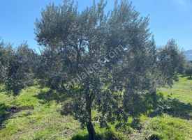 Manisa Akhisar'da Bakımlı Zeytin Ağaçlı 6557 M2 Satılık Tarla