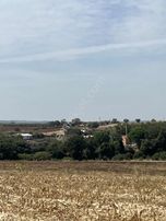 Karacabey Dağkadı Köyünde Satılık Zeytinlik