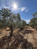 Karacabey Dağkadı Köyünde Satılık Zeytinlik