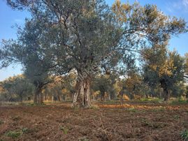 ‼️ Emsallerine Göre Uygun Fiyat