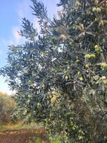 ‼️ Emsallerine Göre Uygun Fiyat