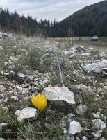 Kaş Hacıoğlan'da Orman İçinde 250 M² Yatırım Fırsatı!