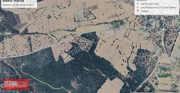 Arevtürk'den Ortaköy'de Satılık 63 Dönüm Palamutlu Tarla