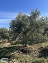 Kapaklı Mh 4.640 M2 Satılık Zeytinlik