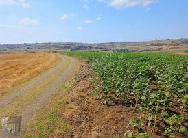 İst Silivri Bekirli Mah De Satilik Tarlatek Tapu Müstakil13825m2
