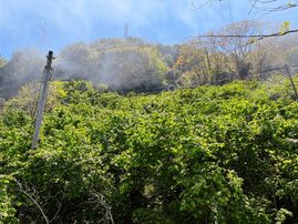 Gülyalı Da Satılık Fındık Bahçesi