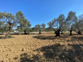 Gömec Keremköy Girişinde Satılık 40,000 Metre Kare Zeytinlik