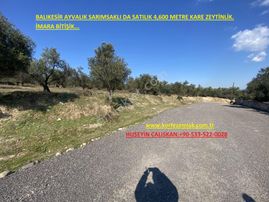 Balıkesir Ayvalık Sarımsaklı Da Satılık 4,600 Metre Kare Arsa