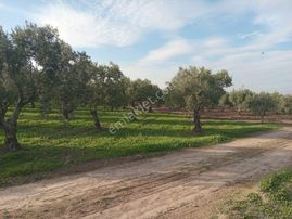 Akhisar Dayıoğlu Mah Satılık Zeytinlik (emin'den)