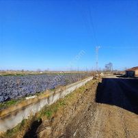 Edis Emlak'tan Bafra Üçpınarda Satılık 3 Ev Yaplabilir Tarla