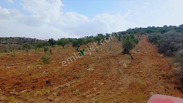 Nizip Salkım Satılık Bağevlik Tek Tapu Tarla