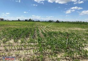 Konya Yoluna 500 Metre Mesafede 15 Dönüm Tek Tapulu Sulu Tarlamız Satılıktır.