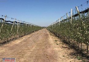 Bulgurlukta 253 Dönüm Tam Teşkilatlı Elma Bahçemiz Satılıktır