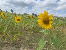 Eskişehir Erenköy Satılık Tarla