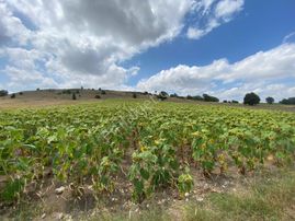 Eskişehir Erenköy Satılık Tarla