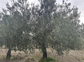Dostlardan Dingiller Mahallesinde Satılık Zeytinlik
