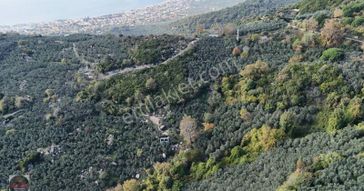 Aycan Gayrimenkulden Ocaklar Mah Satılık 3.875 M² Zeytinlik