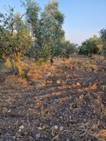 Saruhanlı Büyükbelende Asfalt Cepheli Zeytinlik