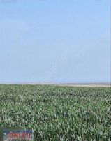 Beyören Köyünde 67,5 Dönüm Satılık Tek Tapu Tarla