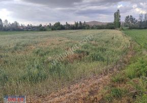 Belceağaçta 4572 Metrekare Tek Tapu Sulu Bahçemiz