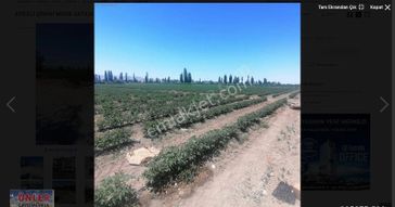 Şinaside Satılık 57 Evlek Çiftlik