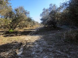 Aksu Mandırlar Satılık 3 Adet Tarla