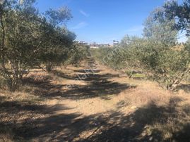 Aksu Mandırlar Satılık 3 Adet Tarla