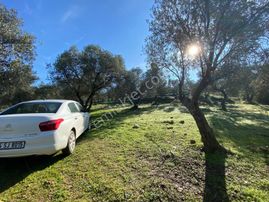 Vitrinden Tuzcumuratta 8 Dairelik 553 M2 4 Kat İmarlı Arsa