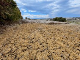 Adapazarı Salmanlı'da 3922m2 Satılık Tarla