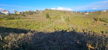 Alembey Mah Ordu Ve Deniz Manzaralı 2 Dönüm Fındık Bahçesi