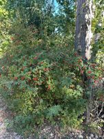 Kaş Akörü'de Müstakil Tapulu Satılık Tarla