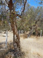 Edremit Kızılkeçili Tek Tapu- Denize 2 Km - Yola Cephe Zeytinlik