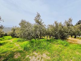 Koçak Group'tan Dereköy'de Kadastro Yoluna Cehpe Zeytinlik