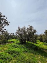 Koçak Group'tan Dereköy'de Kadastro Yoluna Cehpe Zeytinlik