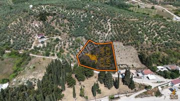 Koçak Group'tan Dereköy'de Yatırımlık Zeytinlik