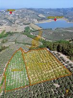 Koçak Group'tan Dereköy'de Bakımlı Kaçmaz Zeytinlik