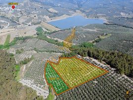 Koçak Group'tan Dereköy'de Bakımlı Kaçmaz Zeytinlik