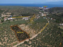 Koçak Group'tan Talatbey'de Çift Cephe Bakımlı Zeytinlik