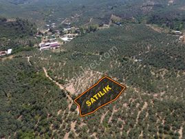 Koçak Group'tan Talatbey'de Çift Cephe Bakımlı Zeytinlik