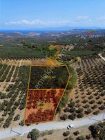 Koçak'tan Yalıçiftlik'te Yola Cephe Elektrikli Bakımlı Zeytinlik