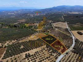 Koçak'tan Yalıçiftlik'te Yola Cephe Elektrikli Bakımlı Zeytinlik